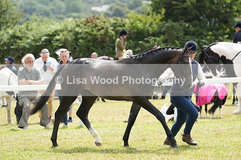 DSC06102 - Class 54: Hunter/Riding Horse/Hack 1 & 2 yr olds