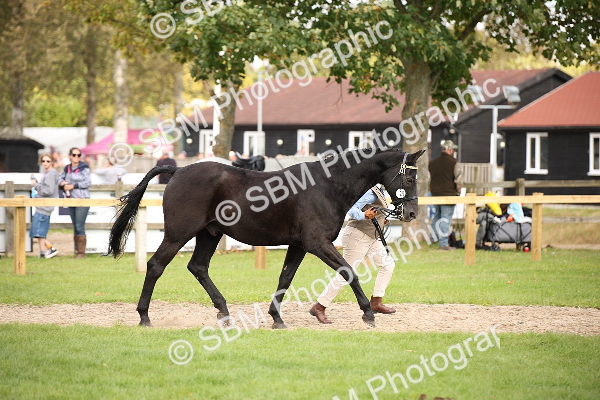 SBM_46319 - S25 - Mature Veteran In Hand