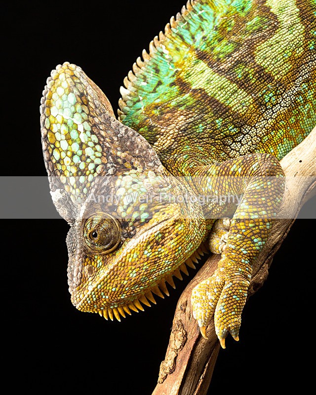 20140120-3K8A8341 - Lizards