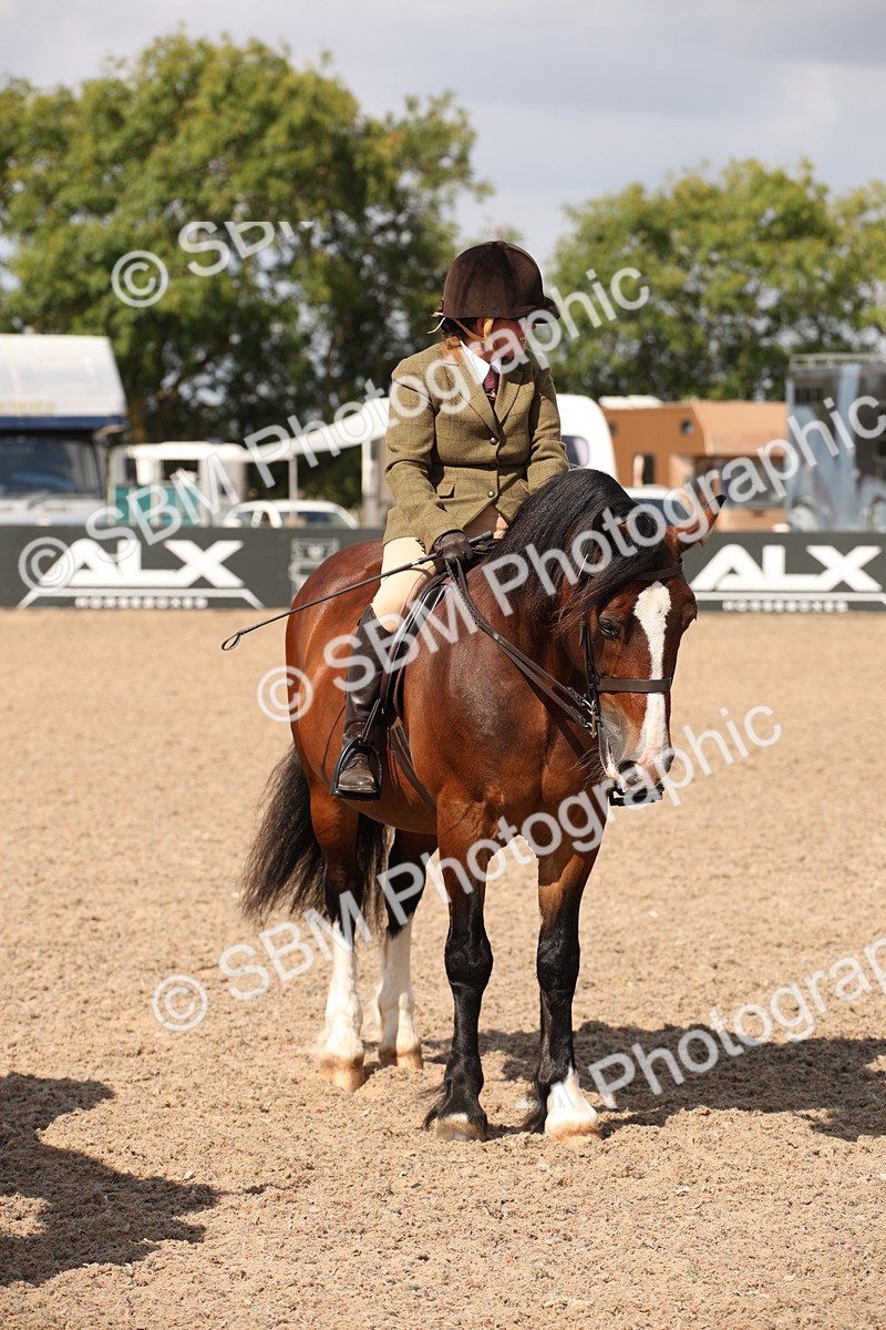 SBM_03427 - Class 18 Handsomest Gelding (IH or Ridden)