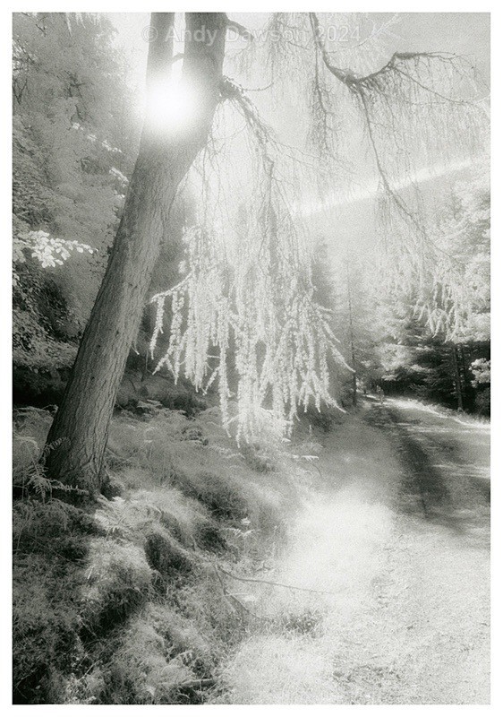 Forked Tree - Black & White Pictures