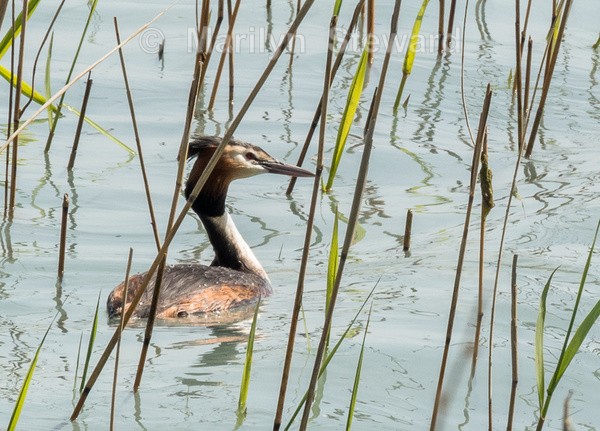 Lake Garda-29 - Lake Garda, Verona and Venice