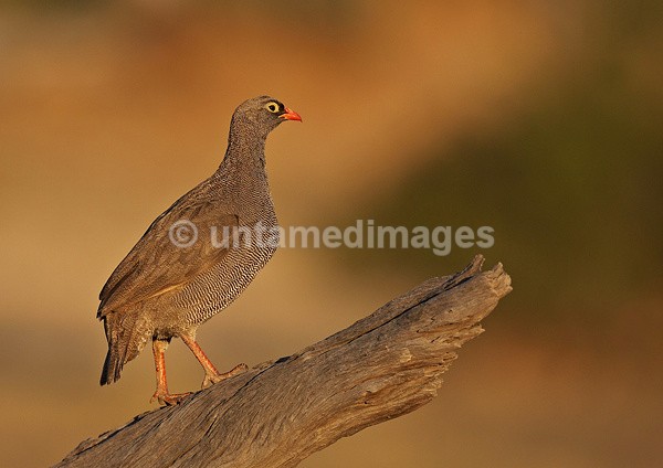 African Frankolin - Botswana