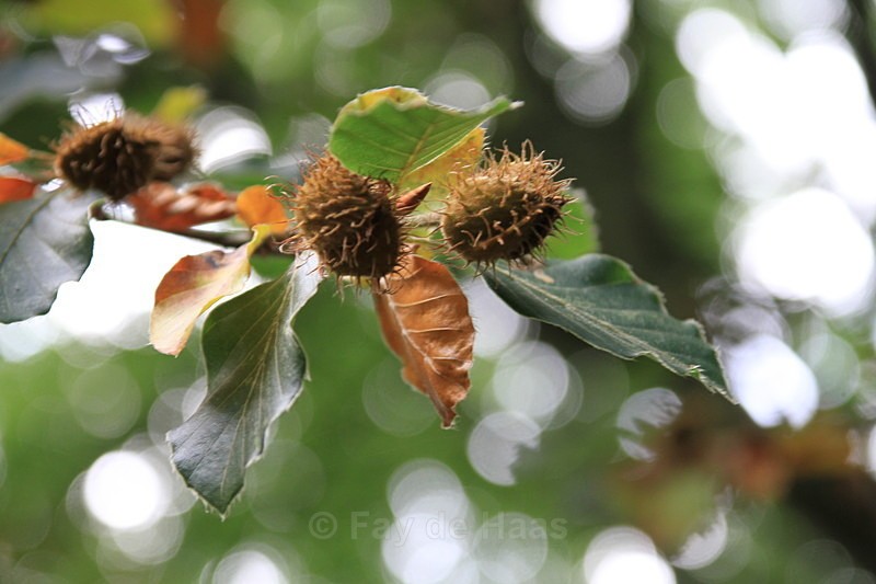  - Autumn Leaves