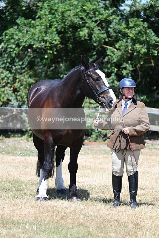 WJ7_2416 - Class 5a Most Handsome Gelding in hand (above 14.2hh)
