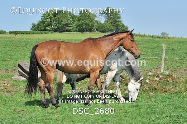 DSC_2680 - ARCHIVE REQUEST - Quincy and Guinness