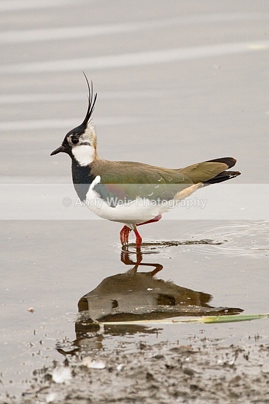20120331-_MG_0187 - Lapwing