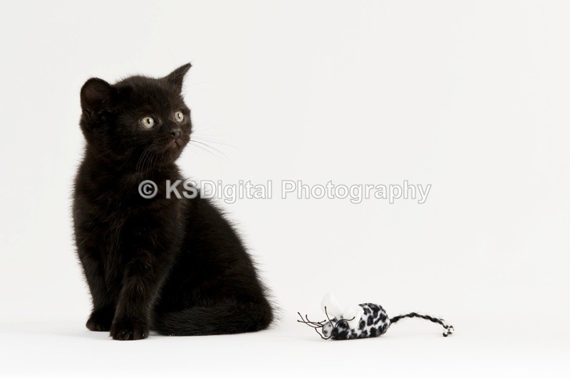  - Tufton British Shorthairs