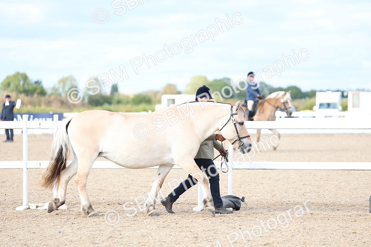 SBM_18678 - Class 317 - IH Pure Bred Horse-Pony