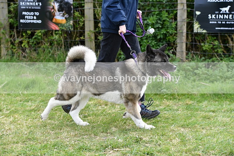 WJ5_9995 - Class 5 Best Veteran / 7 years & over