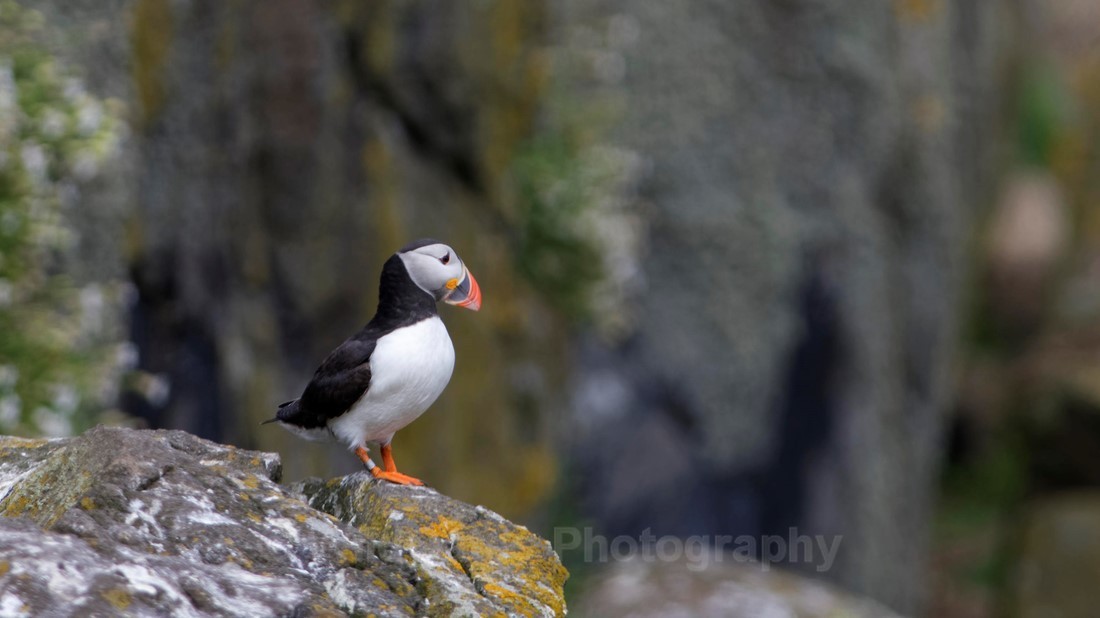 Fife_ Puffin 0019 - Isle of May and Fife