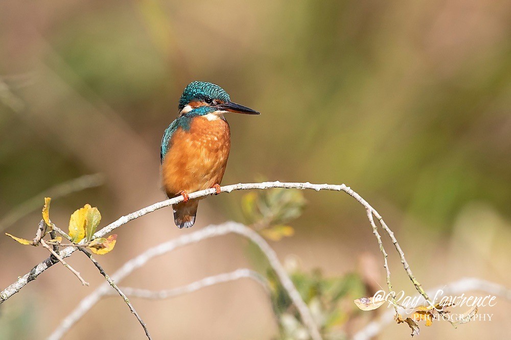 Kingfisher Alcedo Atthis002 - Kingfishers
