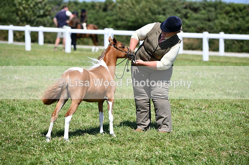 DSC_7007 - Class 59: Miniature Horse Yearling
