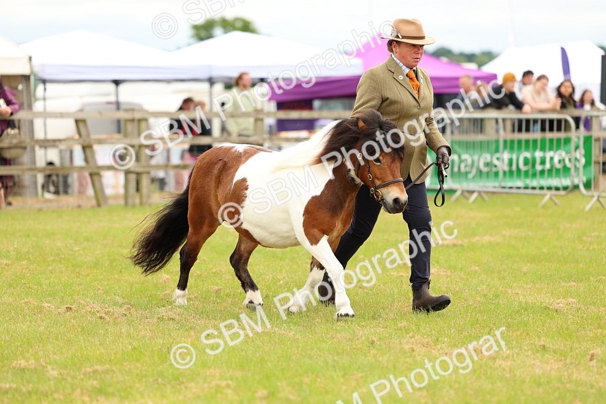 SBM_04378 - Class 64-67 - Shetland Pony In Hand