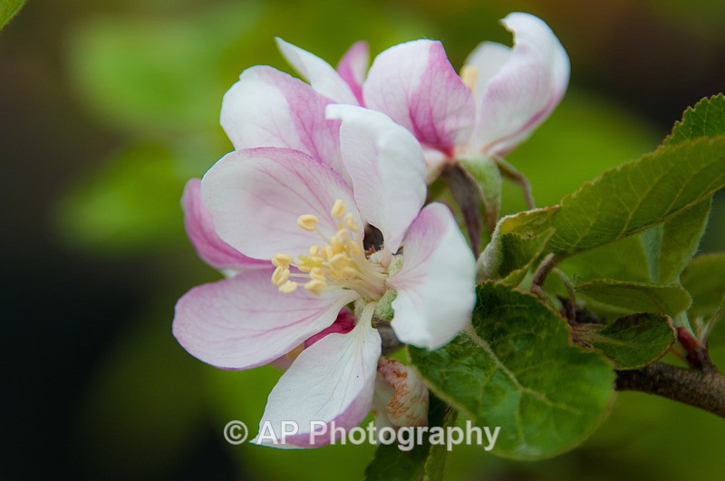 ACP_3402-1 - Plants
