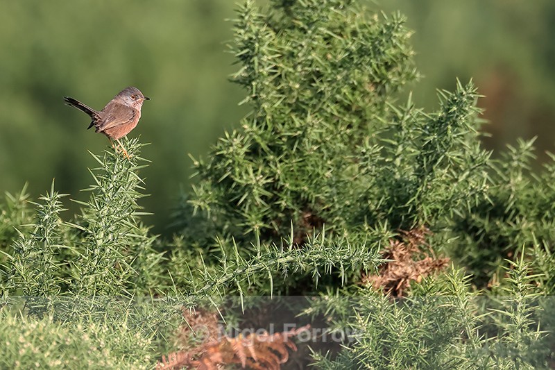 Darford Warbler perched with cocked tail, Arne RSPB, Dorset - Dartford Warbler
