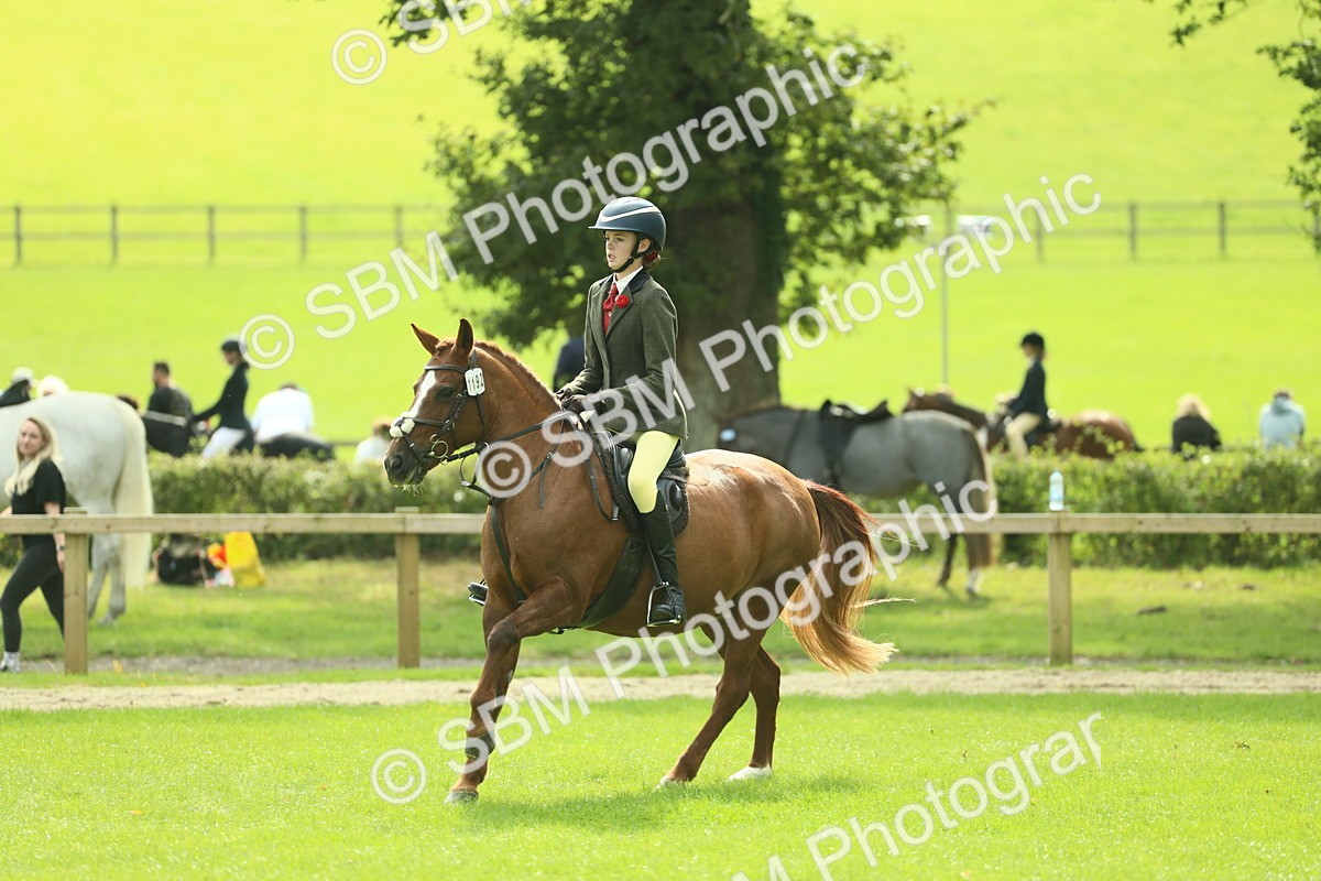 SBM_44565 - S31 - Working Hunter Pony