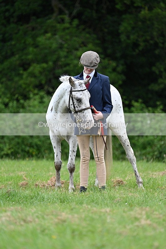 WJ7_4561 - Class 14B Prettiest Mare