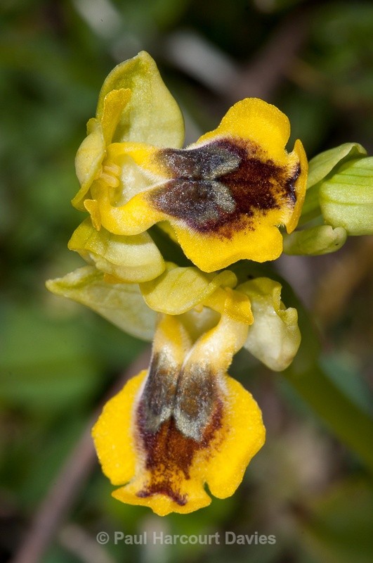  - Orchids - Crete