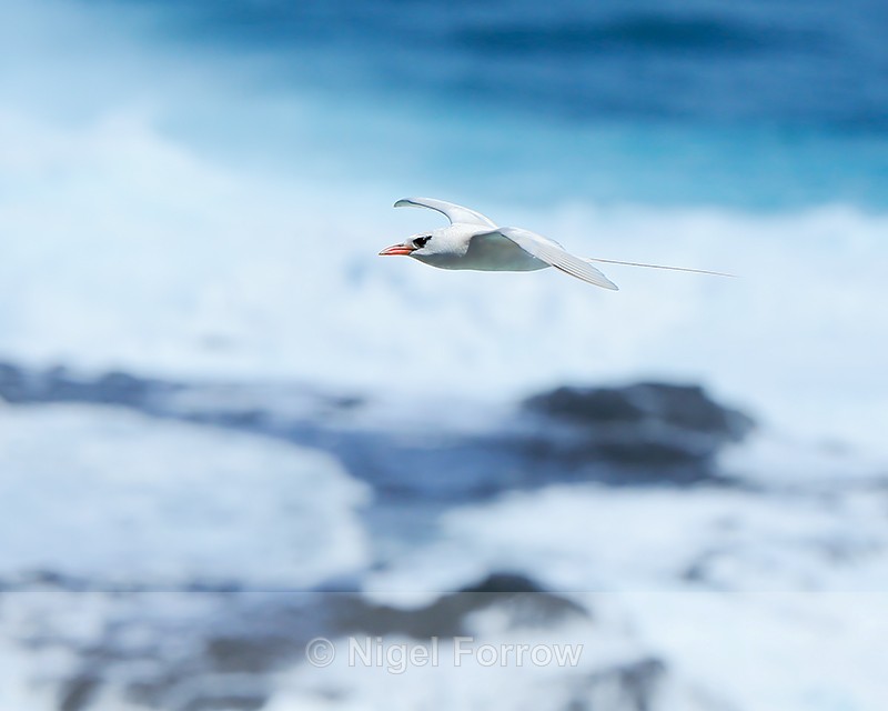 Red-tailed Tropicbird flying over crashing waves, Kilauea Point, Kauai - Red-tailed Tropicbird