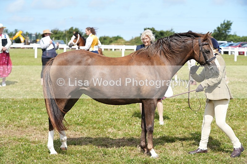 DSC05548 - Class 50: NPS M&M 4 years and over Small Breeds