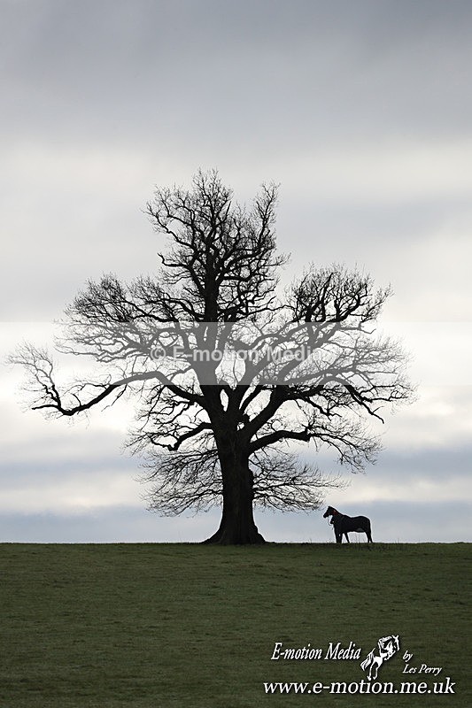 PtP 291224 67 - Harkaway Club PtP Chaddesley Corbett 29/12/24