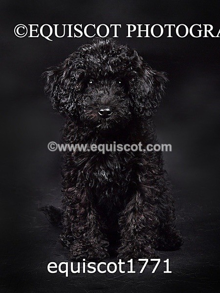 equiscot1771 - BONNIE