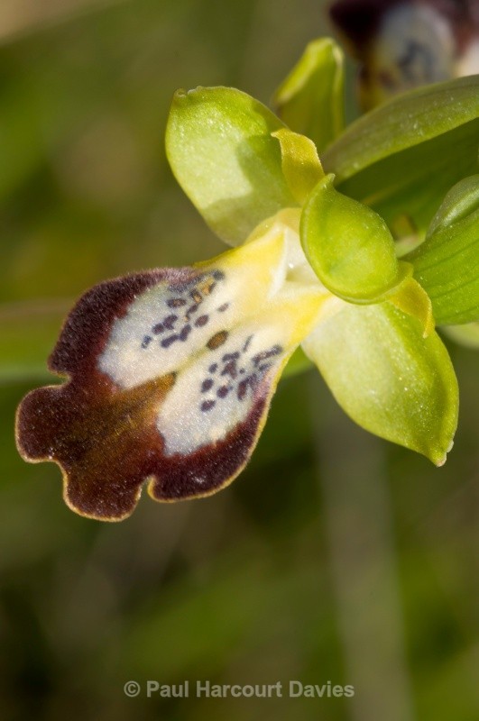 Ophrys fusca (lucifera) - Orchids - Ophrys