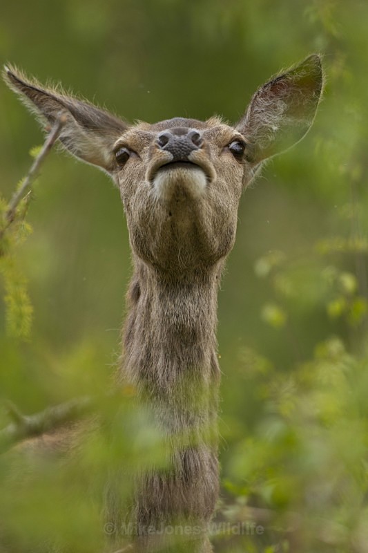 Red Deer, Hind. Isle of Mull, Scotland - FAVOURITES WILDLIFE GALLERY. Selected images from the wildlife collections.