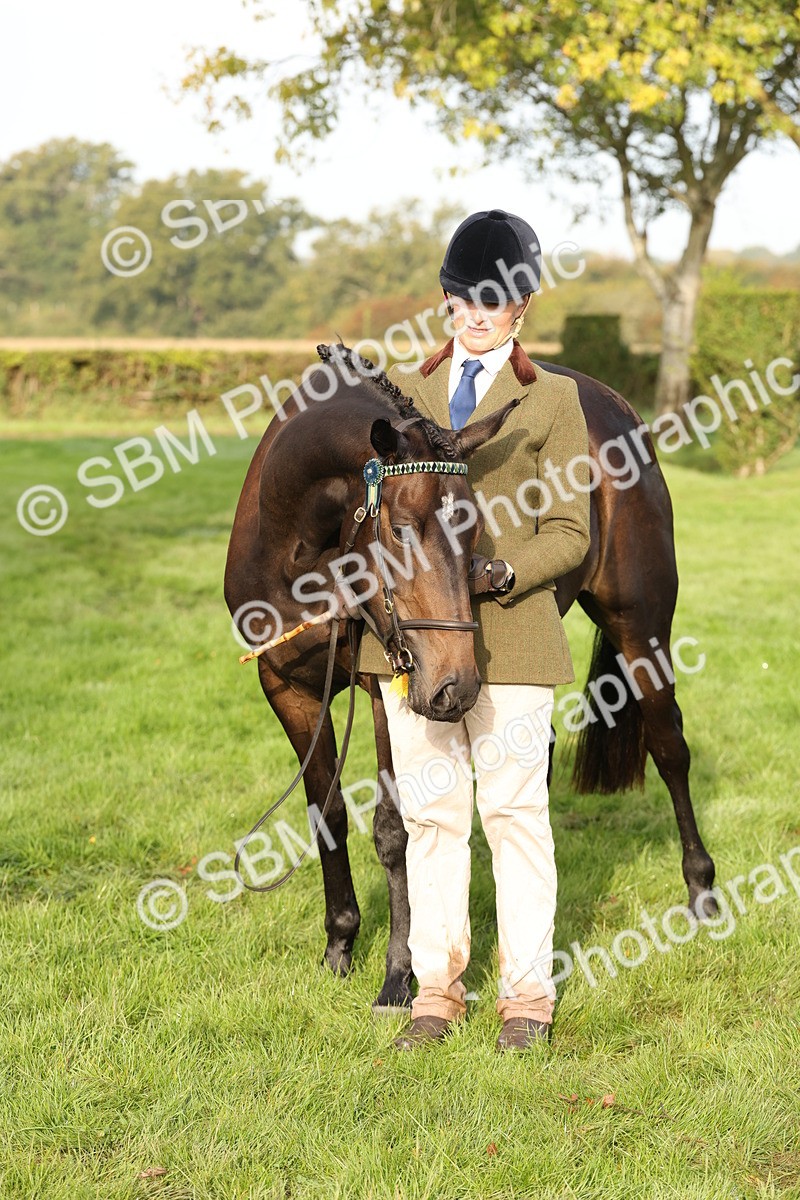 SBM_55019 - S52 - Riding Horse & Hack & thoroughbred In Hand