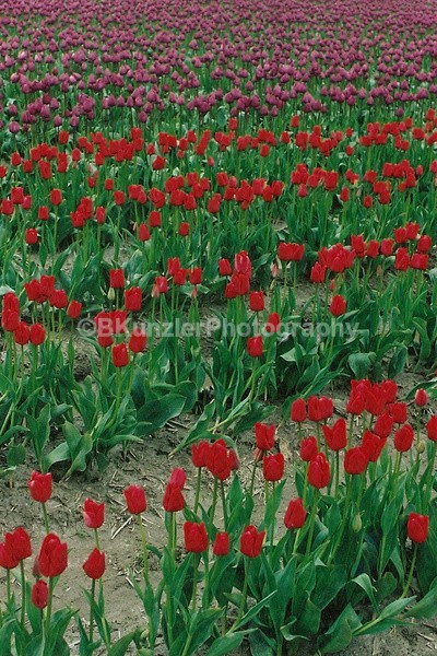  - Flowers