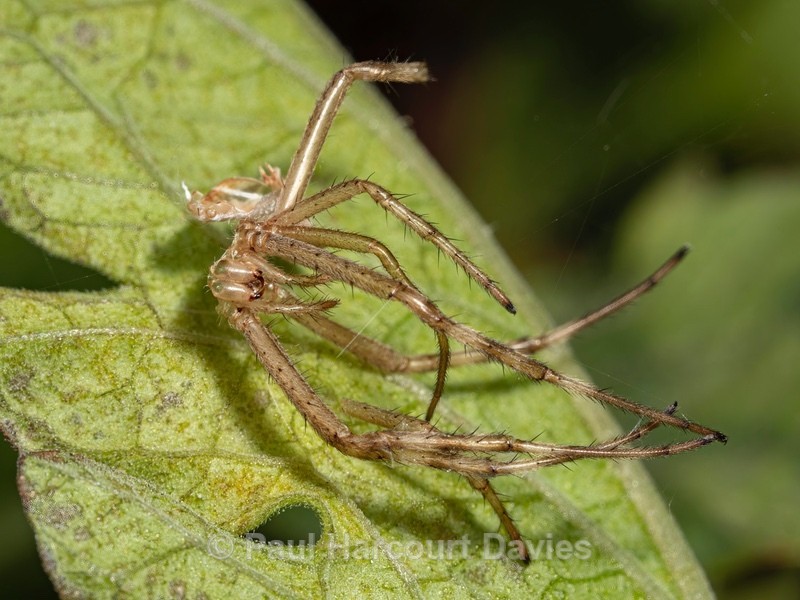 Moulted exoskeleteon shed by spider -  four-spot orb-weaver, (Araneus quadratus,) - Ten Metres from Home 1.  (2020)