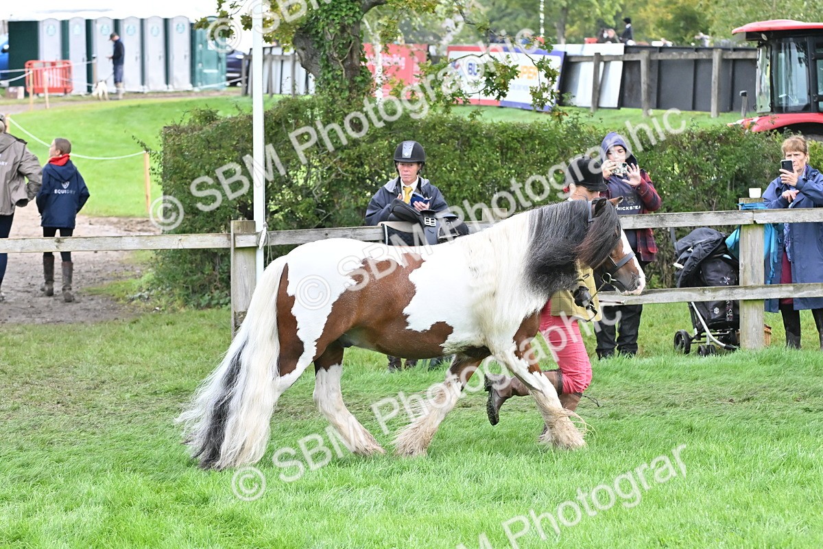 SBM_56919 - S45 - Coloured Pony In Hand