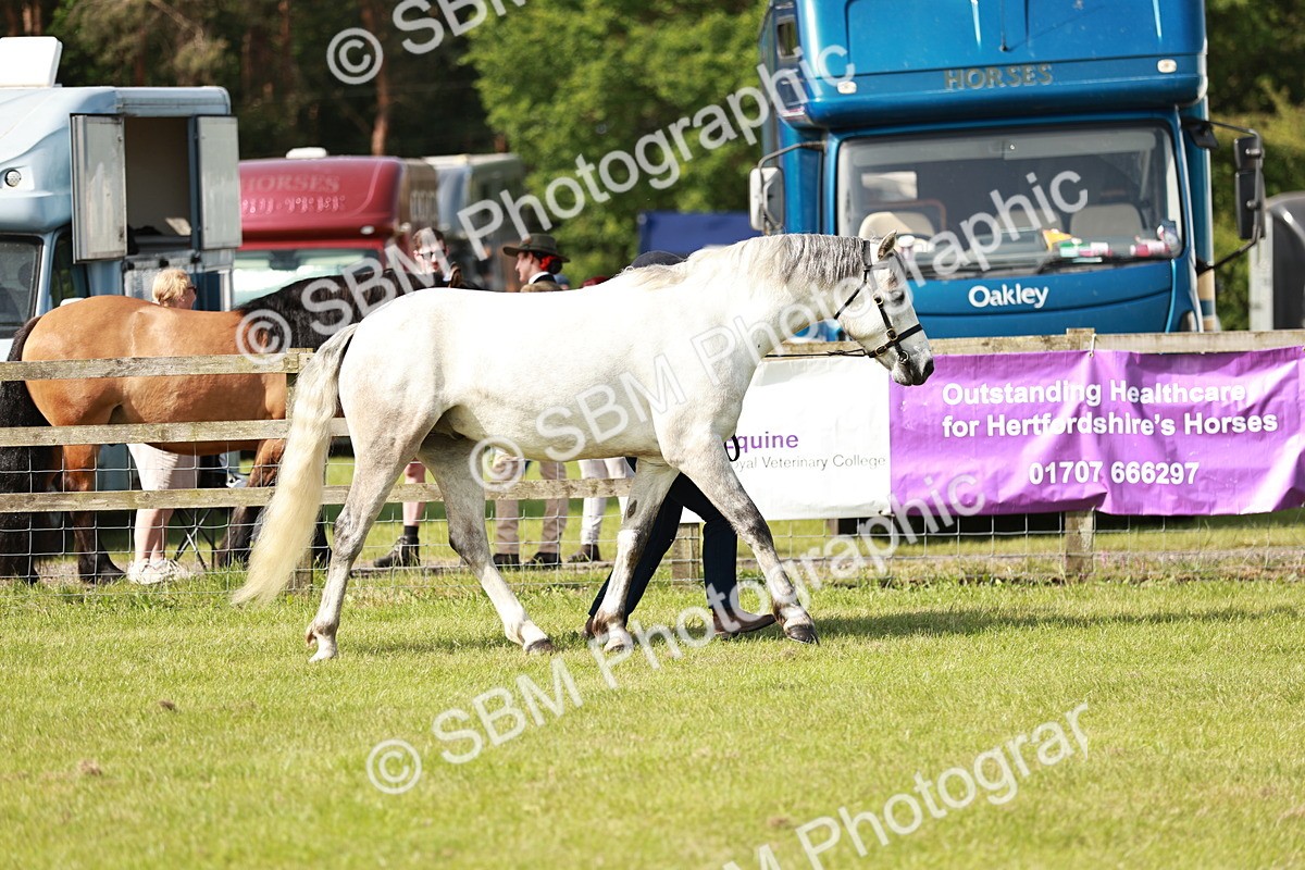 SBM_01663 - Class 14-23 - Mountain & Moorland In Hand Non Welsh
