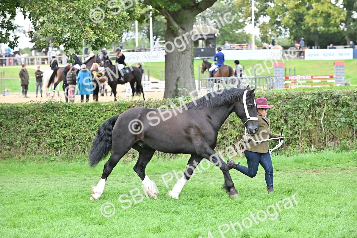 SBM_63263 - S49 - Mountain & Moorland In Hand Large Breeds