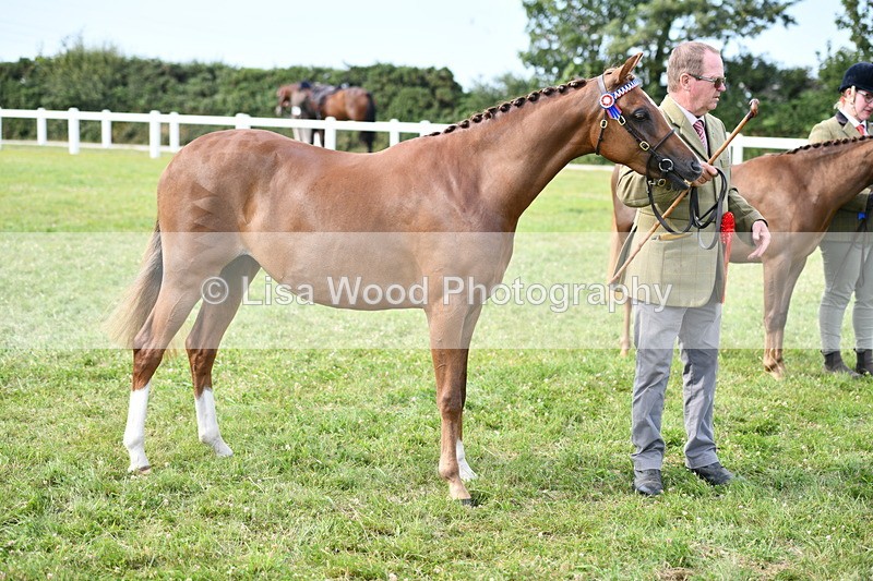 DSC_9100 - SP/SHP Pony Breeding Championship