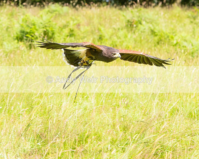 20140705-3K8A3096 - Captive Birds