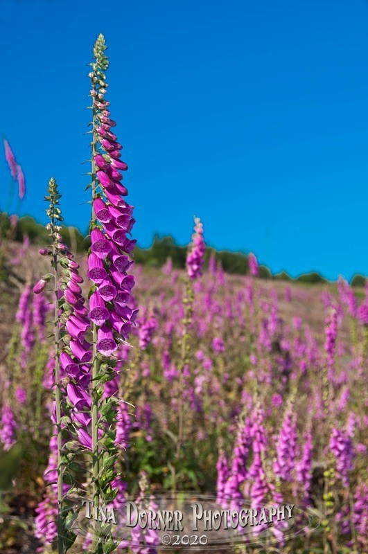 Foxglove Field from Plant and Flower Portfolio by Tina Dorner Photography