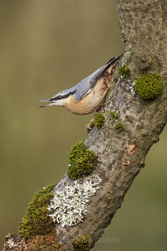 NUTHATCH - NUTHATCH