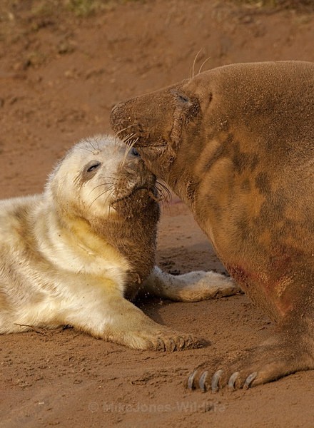 Grey Seal pup 5-7 hours old - GREY SEALS & PUPS GALLERY