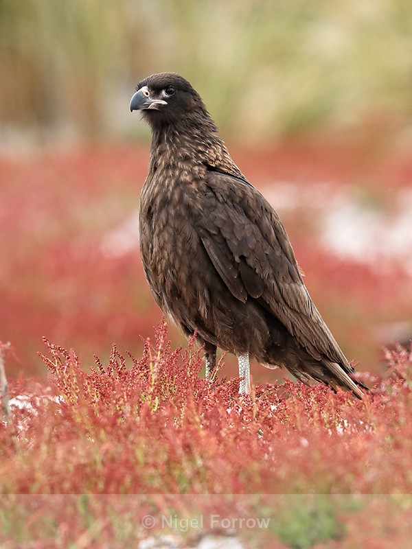 Striated Caracara standing in sheep's sorrel, Carcass Island - Striated Caracara