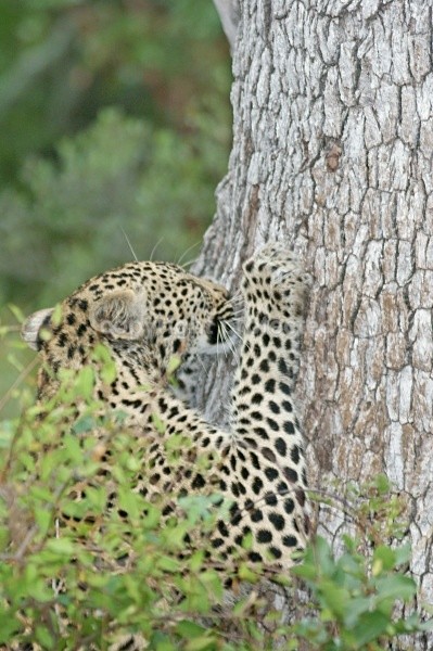 Leopard sharpening claws - Timbavati, SA