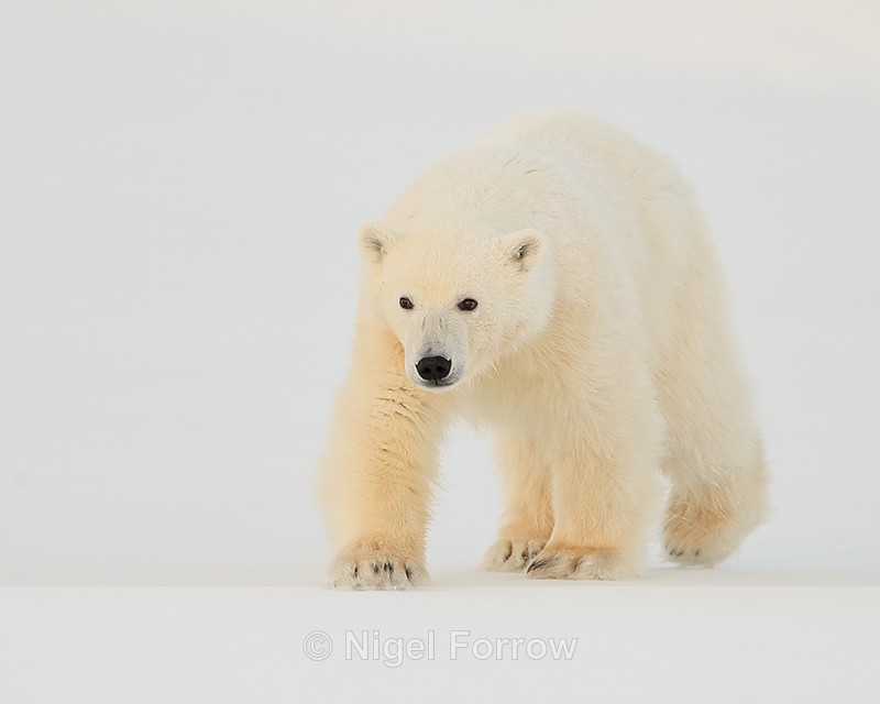 Polar Bear cub approaching, Svalbard, Norway - Polar Bear