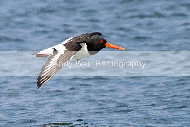 20120529-_MG_9396 - Oyster Catcher