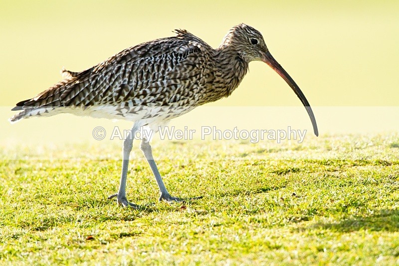 20101027-2559 - Curlew