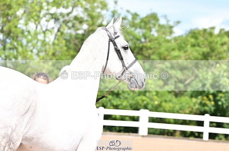 240718A-105238-00965 - Trot Up 11am to 12pm