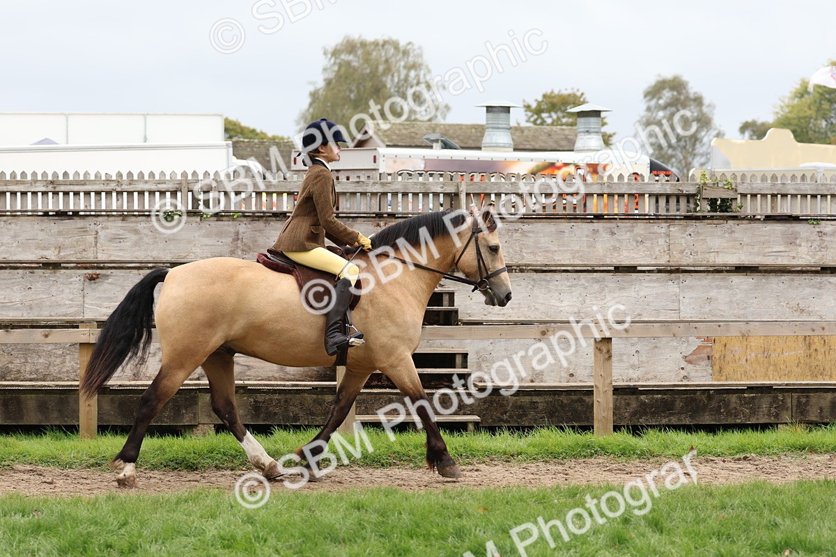 SBM_69577 - S62 - Mountain & Moorland Ridden Large Breeds