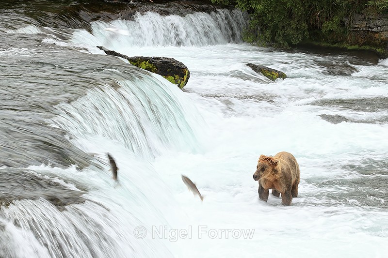 Brown Bear watches leaping salmon below Brooks Falls, Katmai NP - Brown Bear