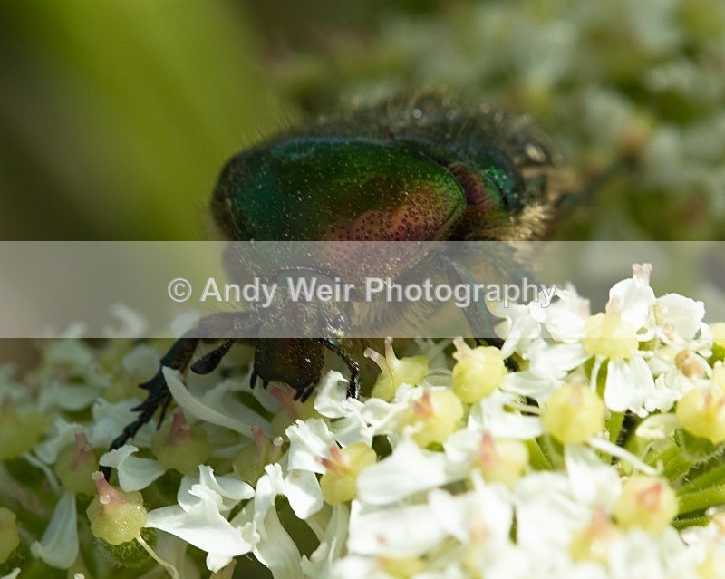 20110614-IMG_5786 - Insects