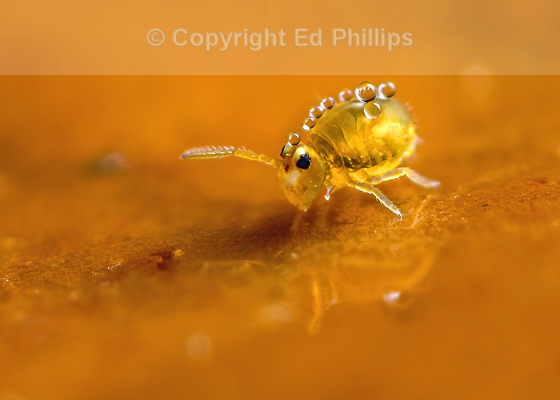 Sminthurinus aureus